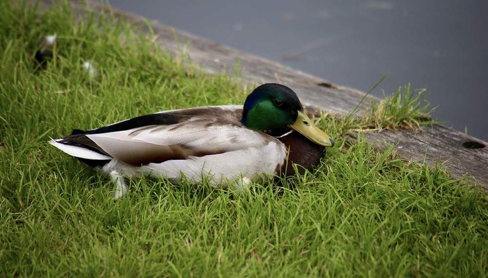 ente-weidendom-biergarten-spreewald.jpg